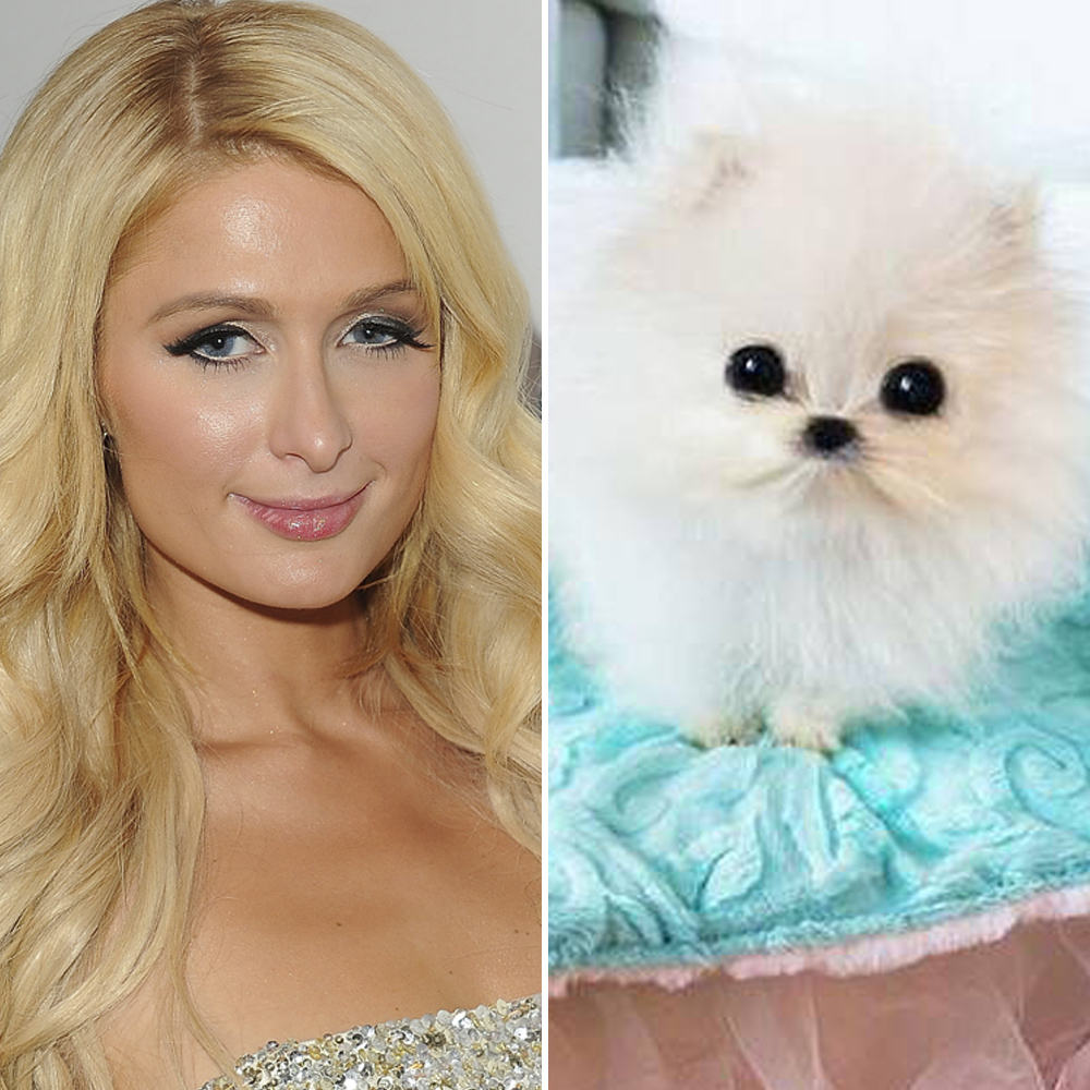 Paris Hilton Porn Doggy - Paris Hilton Buys the 'Worlds Smallest Pomeranian' for $13,000 â€” Plus, a  Definitive Ranking of Celeb Pups by Size! - Life & Style