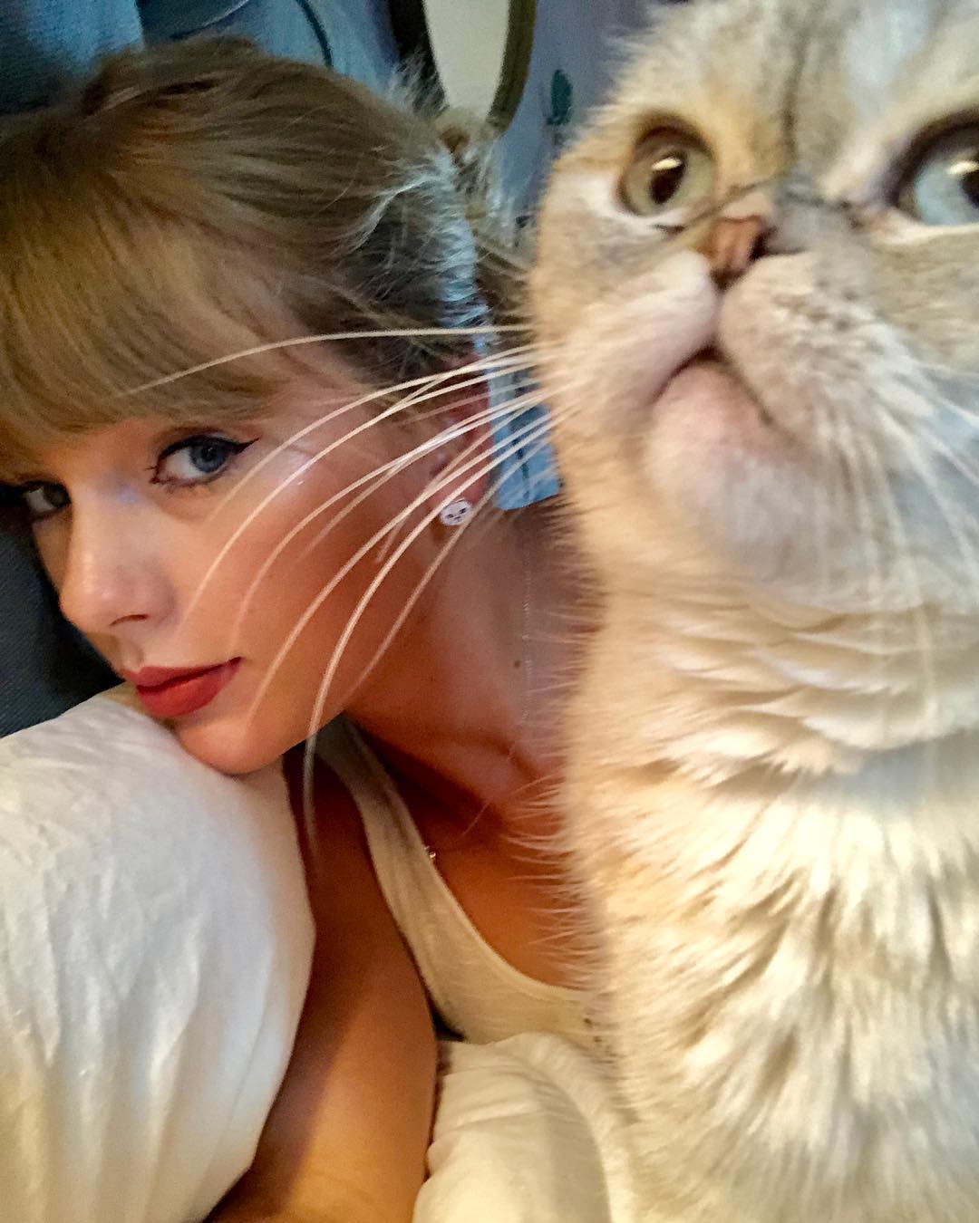 Guide to Taylor Swift's Cats — Meredith, Olivia and Benjamin
