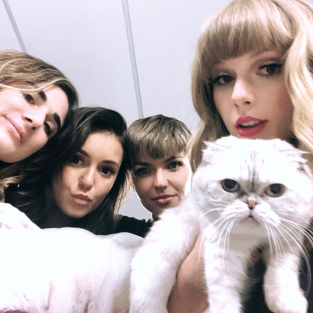 Guide To Taylor Swifts Cats — Meredith Olivia And Benjamin 