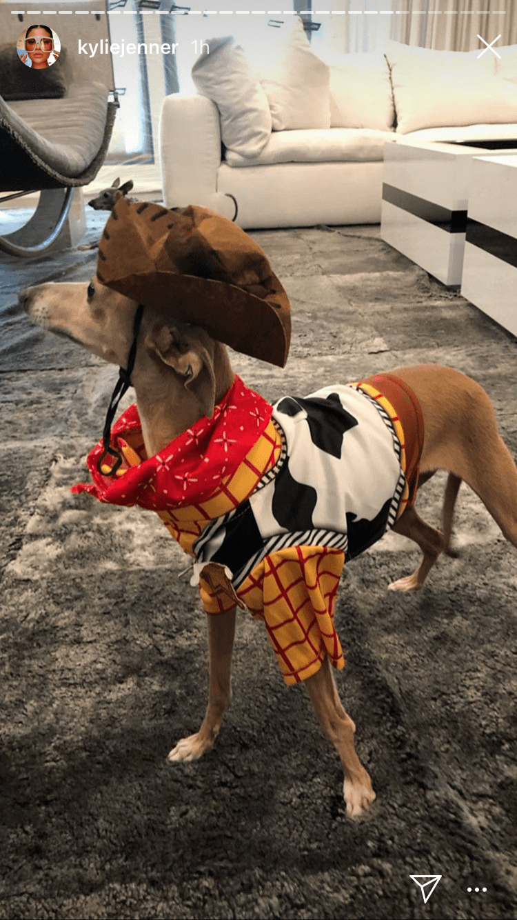 Best Celebrity Pet Halloween Costumes of All Time