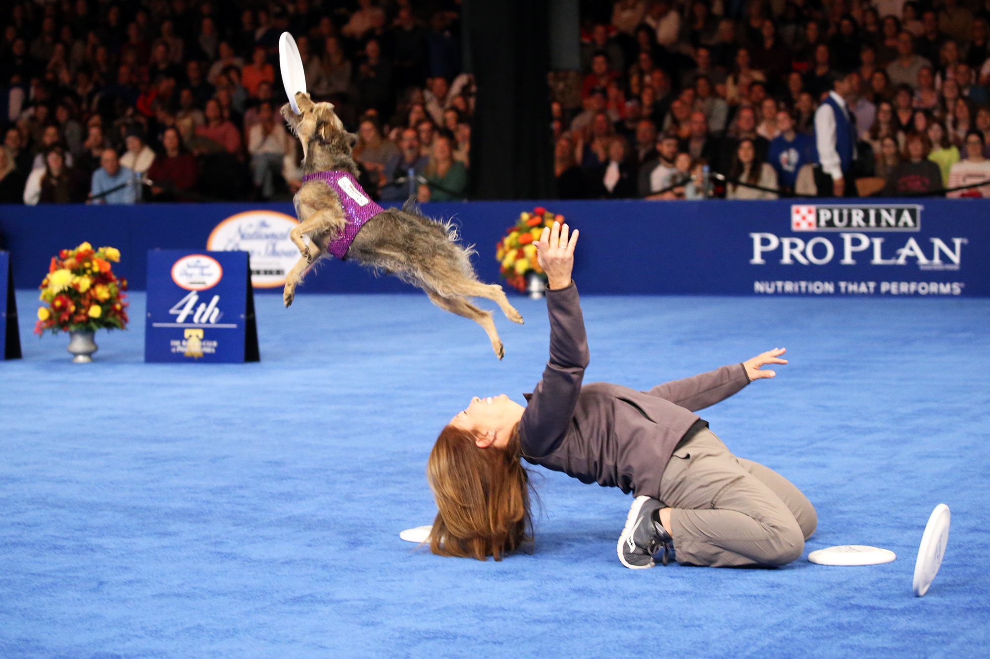 How to Watch the 2019 National Dog Show on Thanksgiving Life & Style