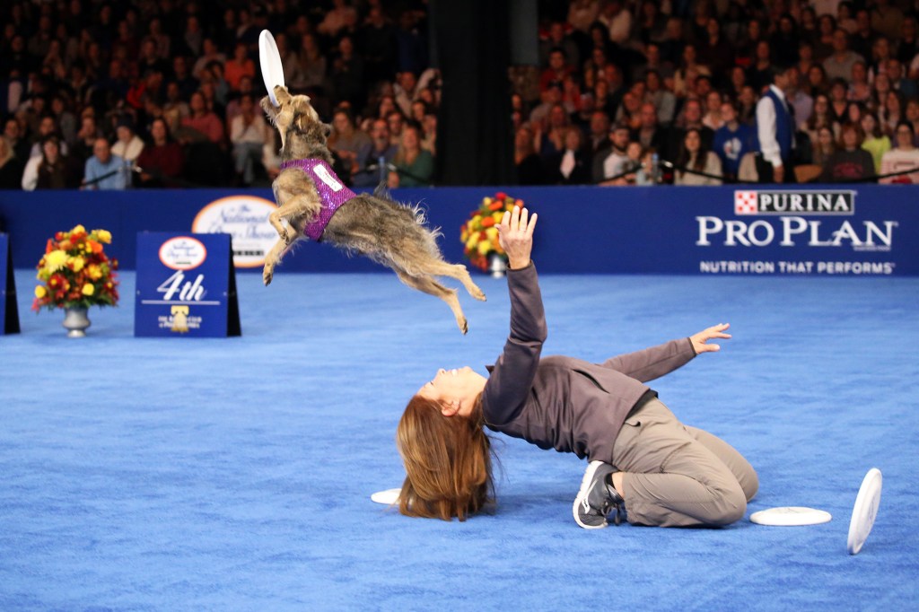 How to Watch the 2019 National Dog Show on Thanksgiving