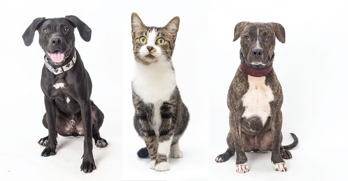 Mars Petcare is Giving Animal Lovers Something to Meow (and Bark About)