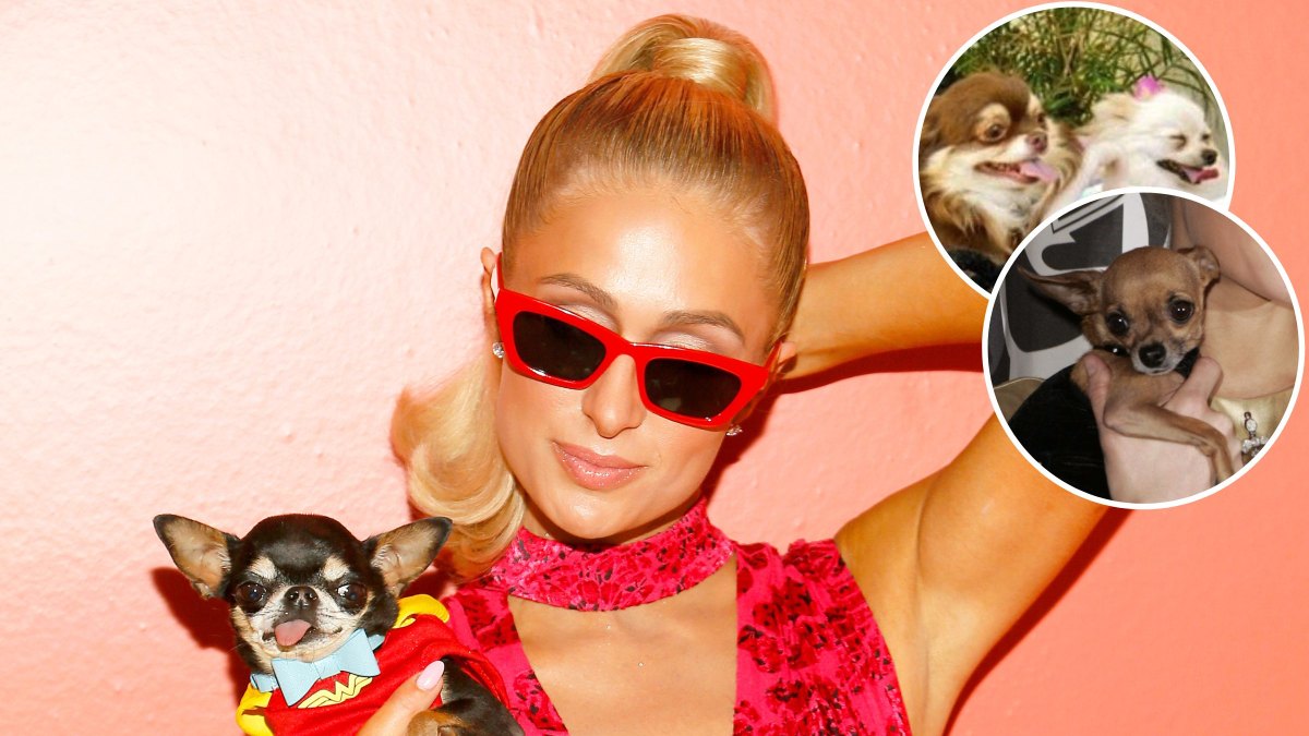 How Many Dogs Does Paris Hilton Have? Meet Her Pups Life & Style